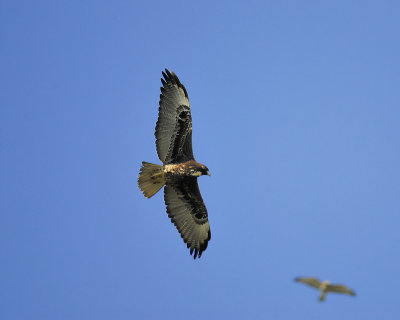 white-tailed hawk BRD3324.JPG