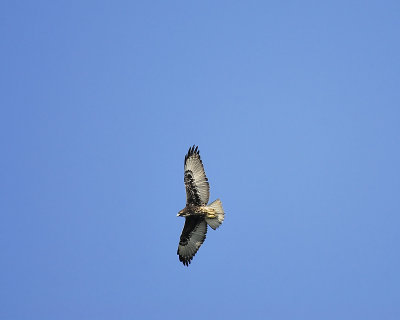 white-tailed hawk BRD3327.JPG