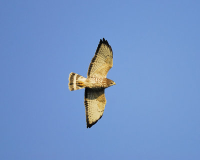 broad-winged hawk BRD3136.JPG