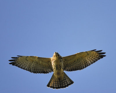 broad-winged hawk BRD3169.JPG