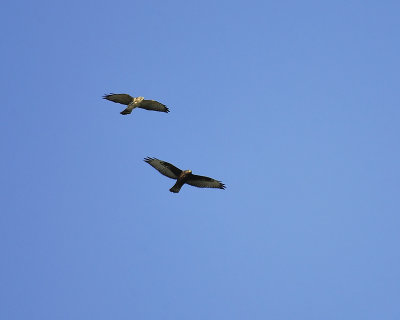 broad-winged hawk dark BRD3259.JPG