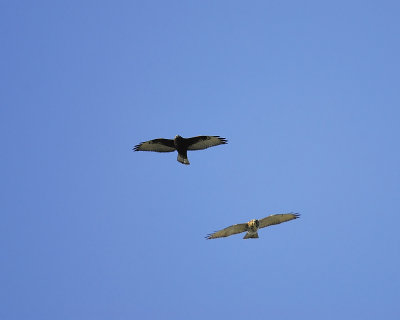 broad-winged hawk dark BRD3262.JPG