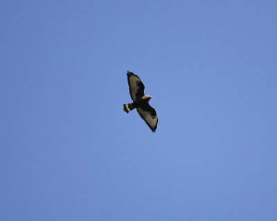 broad-winged hawk dark BRD3309.JPG