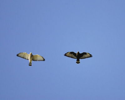 broad-winged hawk dark BRD3304.JPG