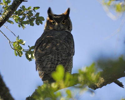 great horned owl BRD3657.JPG