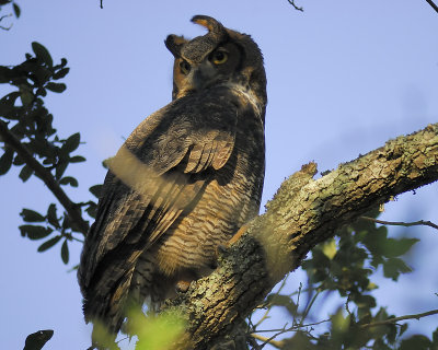 great horned owl BRD3663.JPG