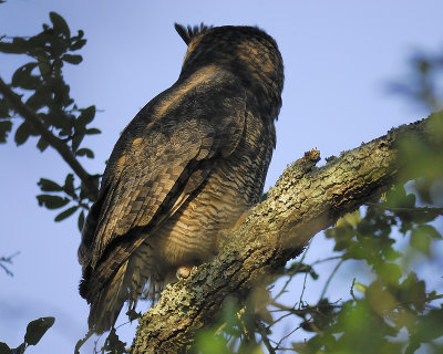 great horned owl BRD3665.JPG