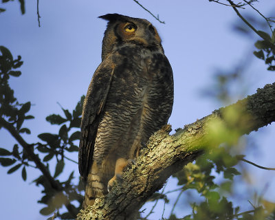 great horned owl BRD3669.JPG