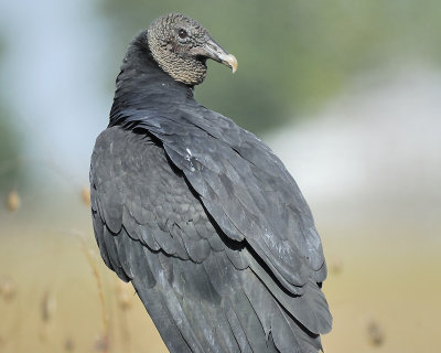 black vulture BRD4220.JPG
