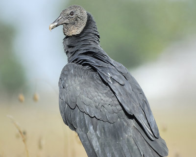 black vulture BRD4218.JPG