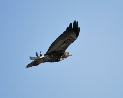 white-tailed hawk BRD3985.JPG