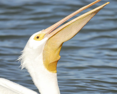 white pelican BRD4669.JPG