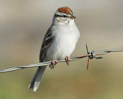 chipping sparrow BRD4698.JPG