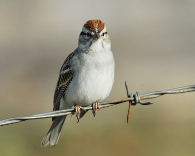 chipping sparrow BRD4695.JPG