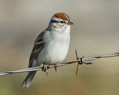 chipping sparrow BRD4692.JPG