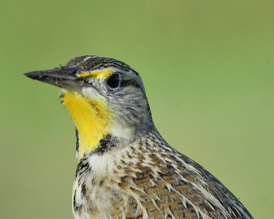 western meadowlark BRD4687.JPG