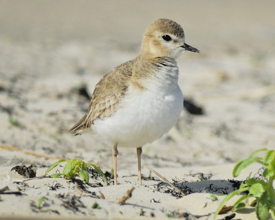 mountain plover BRD5920.JPG