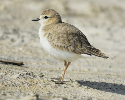 mountain plover BRD5932.JPG