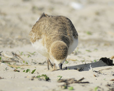 mountain plover BRD5943.JPG