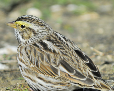 savannah sparrow BRD5798.JPG