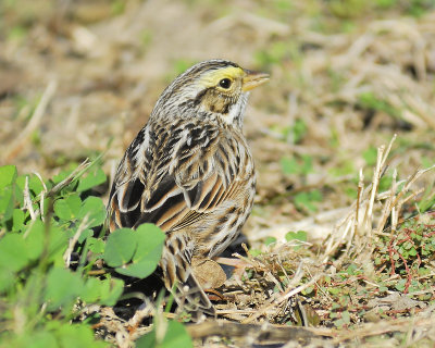 savannah sparrow BRD5819.JPG