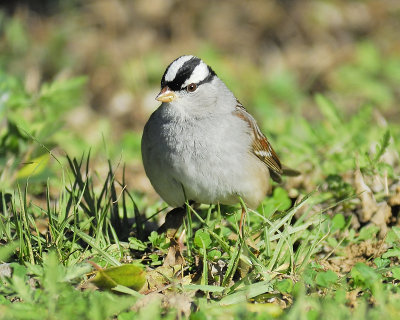 white-crowned sparrow BRD5813.JPG