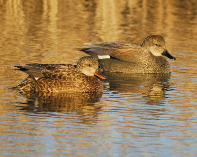 gadwall BRD5759.JPG