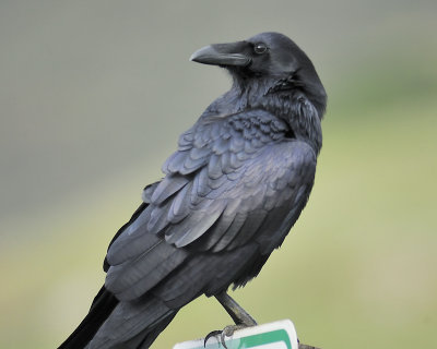 common raven BRD4757.JPG