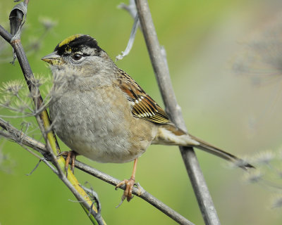 golden-crowned sparrow BRD4789.JPG