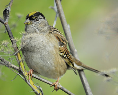 golden-crowned sparrow BRD4795.JPG