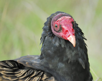 turkey vulture BRD4768.JPG