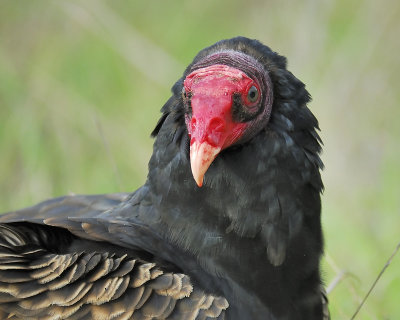 turkey vulture BRD4772.JPG
