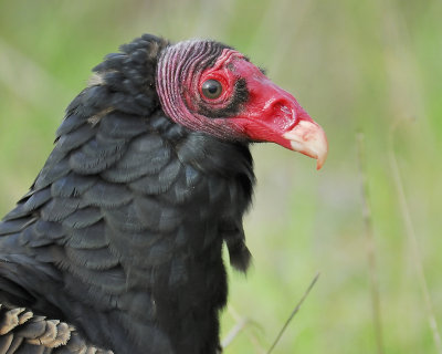 turkey vulture BRD4773.JPG