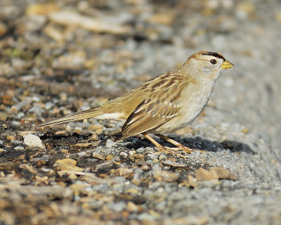white-crowned sparrow BRD4826.JPG
