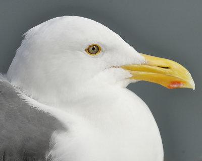 western gull BRD4812.JPG