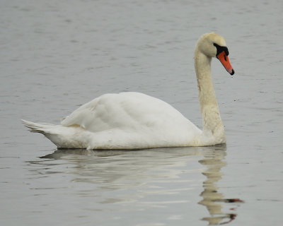 mute swan BRD4857.JPG