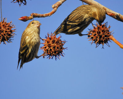 pine siskin BRD5023.JPG