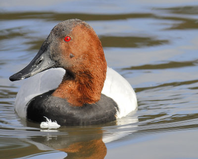 canvasback BRD5061.JPG