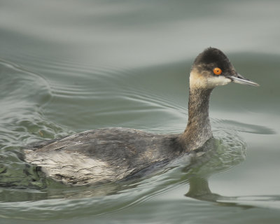 eared grebe BRD5046.JPG