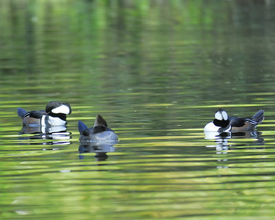 hooded merganser BRD5088.JPG