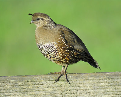 california quail BRD5104.JPG