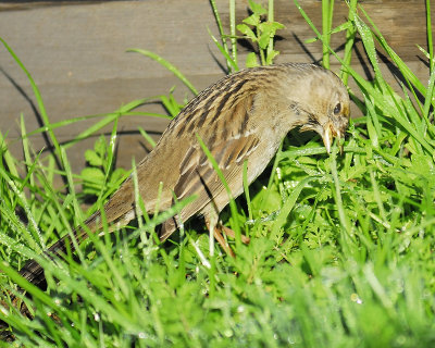 golden-crowned sparrow BRD5101.JPG