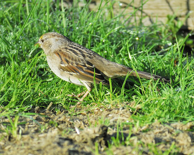 golden-crowned sparrow BRD5113.JPG
