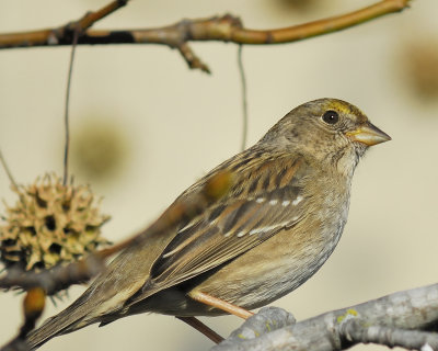 golden-crowned sparrow BRD5678.JPG
