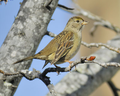 golden-crowned sparrow BRD5702.JPG