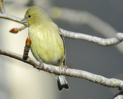 1610c_lesser_goldfinch