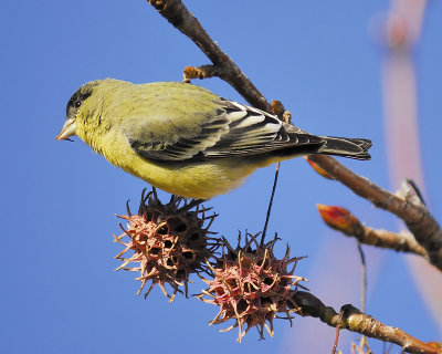 lesser goldfinch BRD5653.JPG