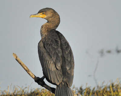 double-crested cormorant BRD6071.JPG