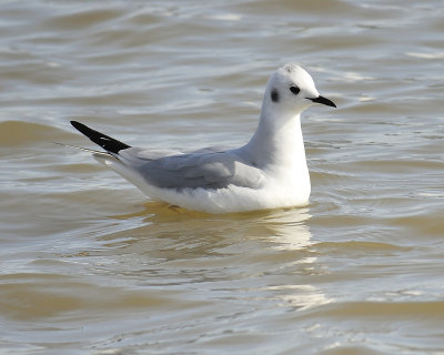 bonaparte's gull BRD6222.JPG