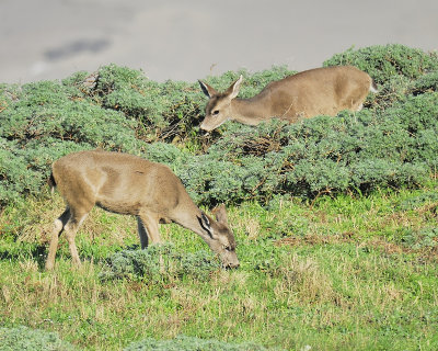 mule deer BRD5156.JPG